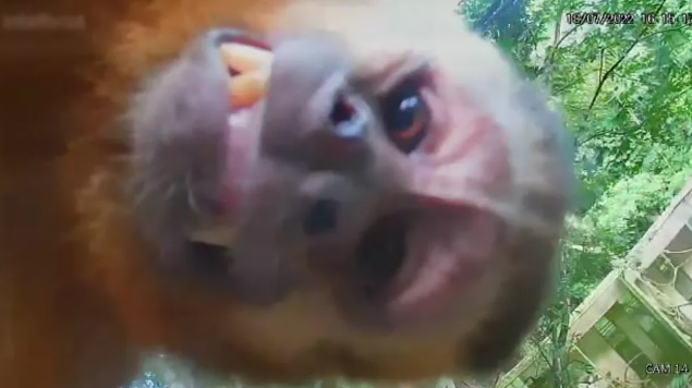 Macaco-prego na Bica faz 'selfie': entenda interação animal com
